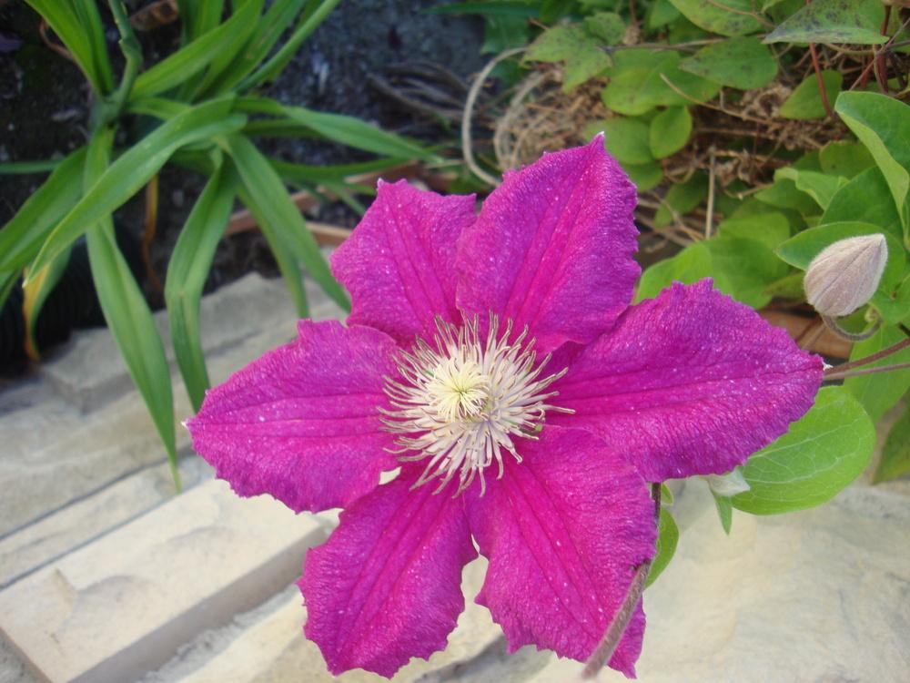 Photo of Clematis 'Ernest Markham' uploaded by Paul2032