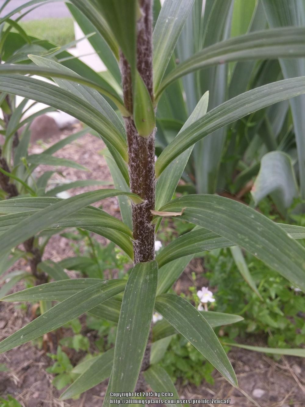 Photo of Double Tiger Lily (Lilium lancifolium 'Flore Pleno') uploaded by Zencat