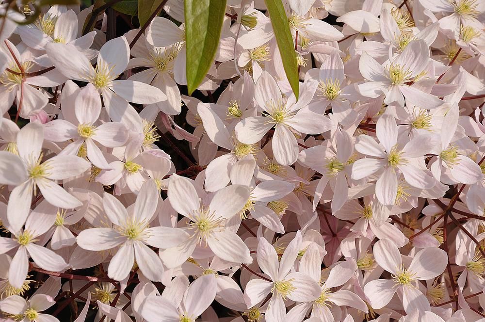 Photo of Clematis (Clematis armandii 'Apple Blossom') uploaded by admin