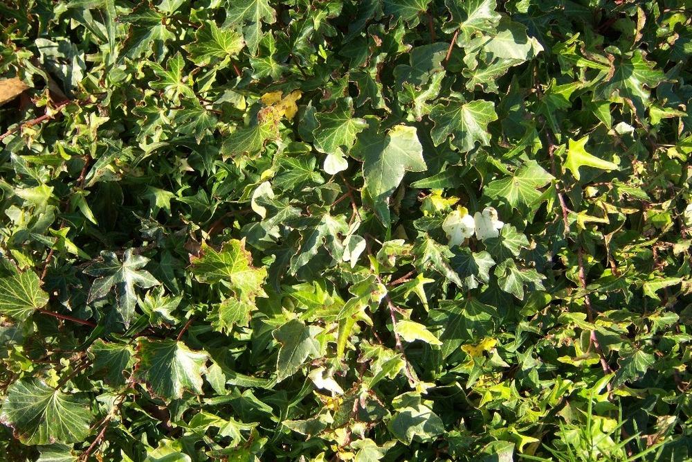 Photo of English Ivy (Hedera helix) uploaded by admin