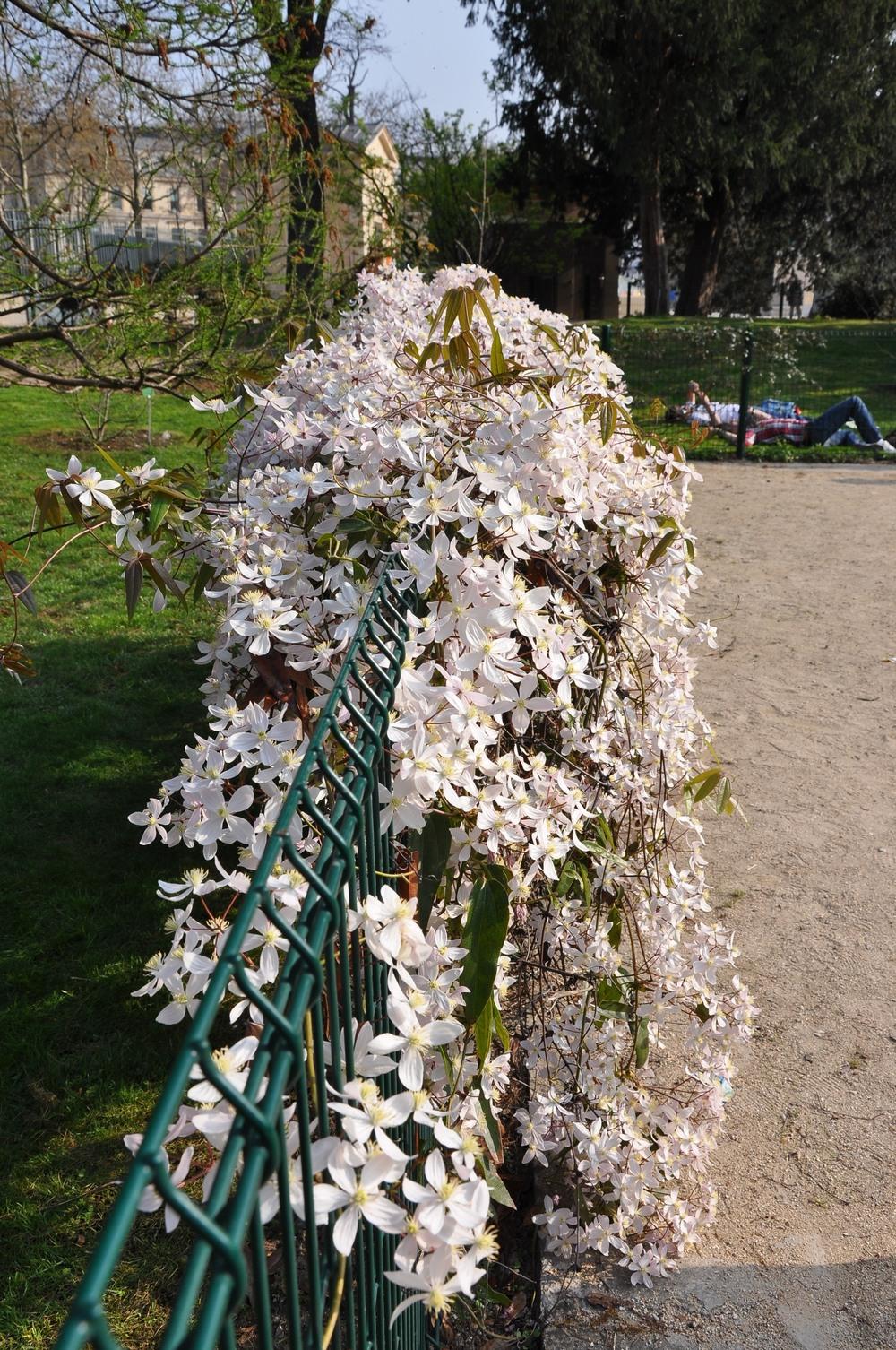 Photo of Clematis (Clematis armandii 'Apple Blossom') uploaded by admin