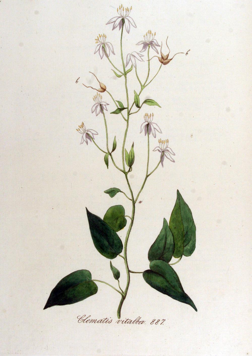 Photo of Clematis (Clematis vitalba) uploaded by admin