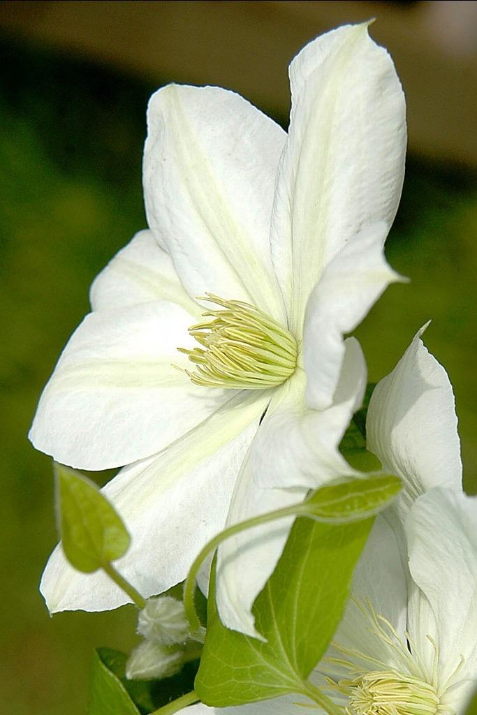 Photo of Clematis 'The Bride' uploaded by admin