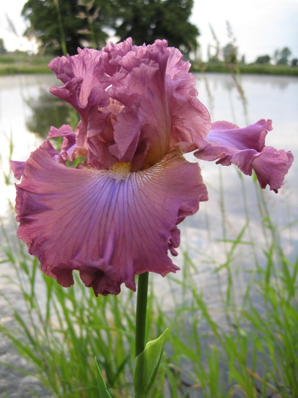 Photo of Tall Bearded Iris (Iris 'Jagodowe Wzgórze') uploaded by barashka