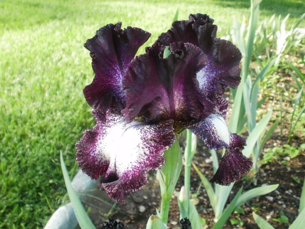 Photo of Tall Bearded Iris (Iris 'Out Walkin'') uploaded by bramedog
