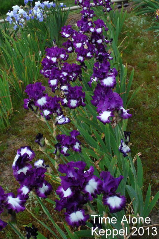 Photo of Tall Bearded Iris (Iris 'Time Alone') uploaded by coboro