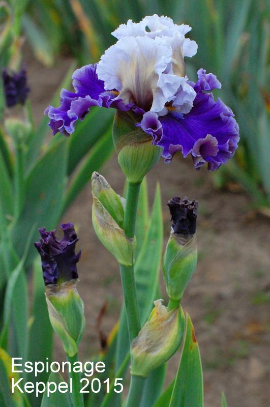 Photo of Tall Bearded Iris (Iris 'Espionage') uploaded by coboro