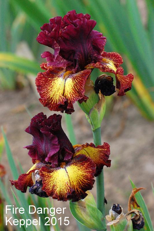 Photo of Tall Bearded Iris (Iris 'Fire Danger') uploaded by coboro