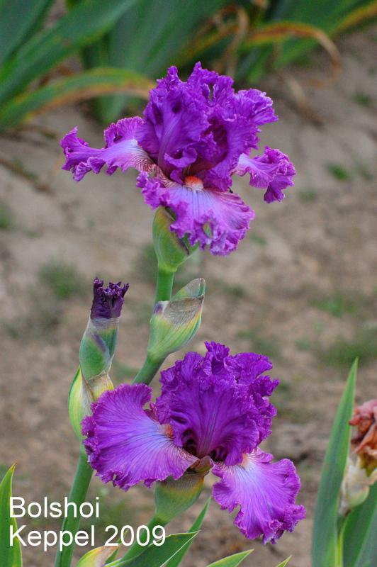 Photo of Tall Bearded Iris (Iris 'Bolshoi') uploaded by coboro
