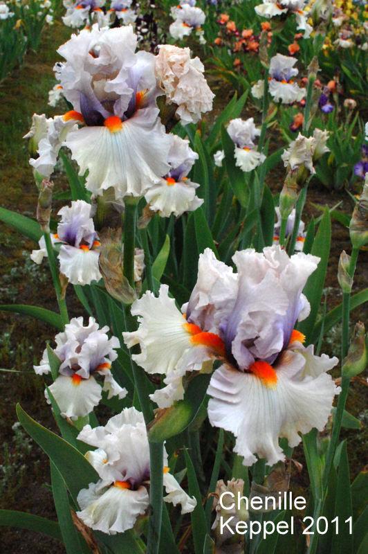 Photo of Tall Bearded Iris (Iris 'Chenille') uploaded by coboro