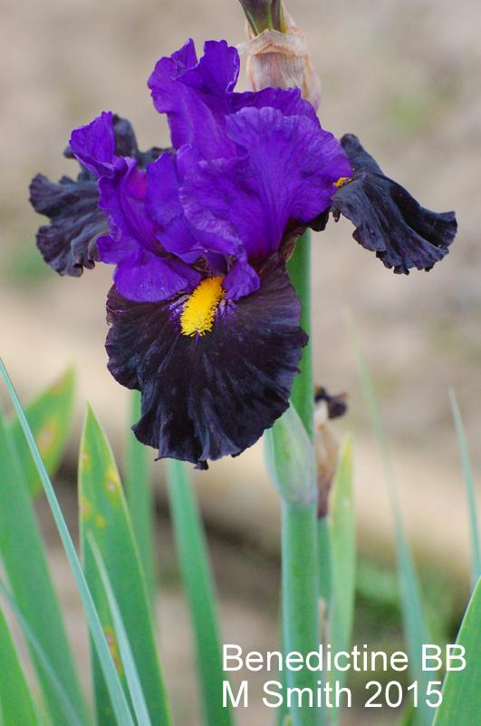 Photo of Border Bearded Iris (Iris 'Benedictine') uploaded by coboro