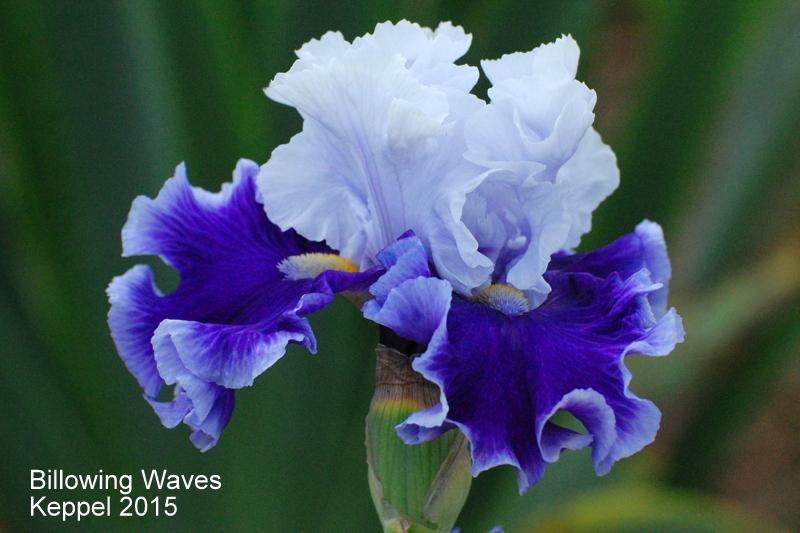 Photo of Tall Bearded Iris (Iris 'Billowing Waves') uploaded by coboro