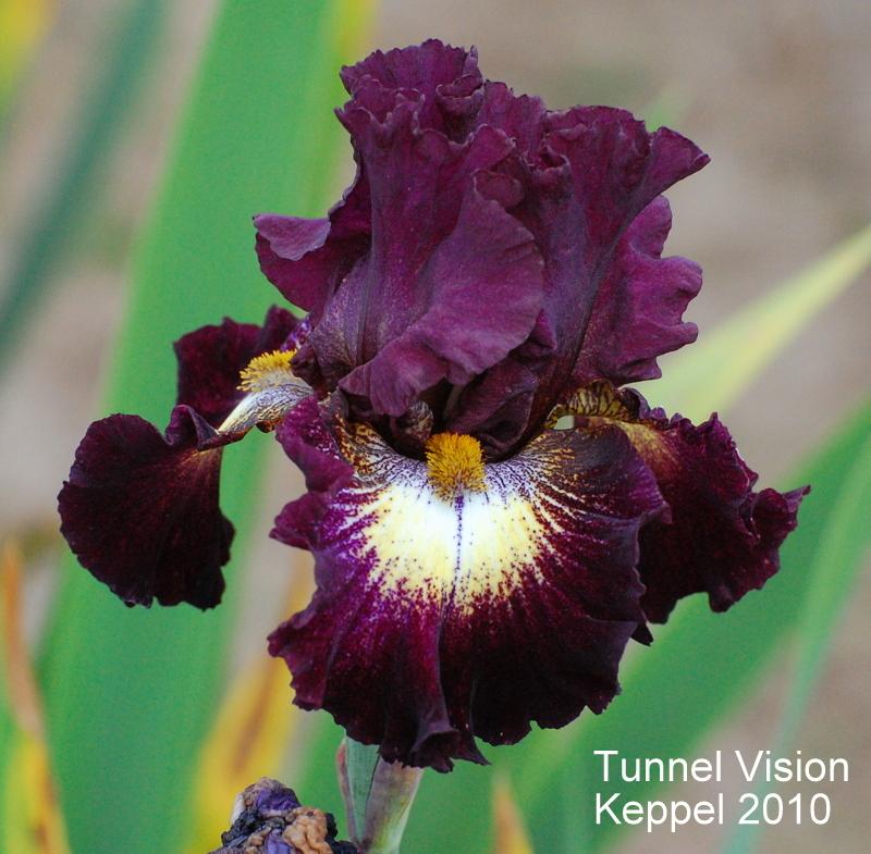 Photo of Tall Bearded Iris (Iris 'Tunnel Vision') uploaded by coboro
