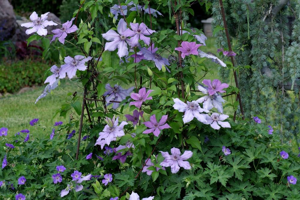Photo of Clematis Moonfleet™ uploaded by dirtdorphins
