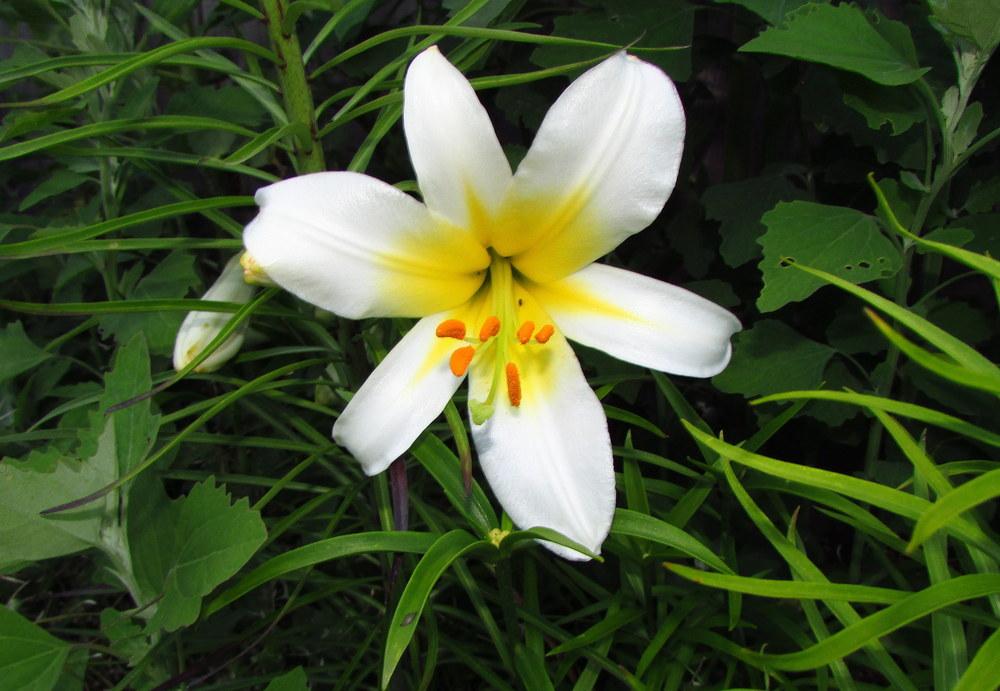 Photo of Lily (Lilium regale 'Album') uploaded by jmorth