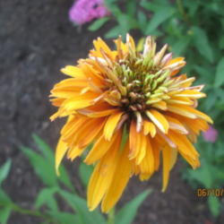 Location: HOME CONEFLOWER GARDEN
Date: 2015-06-10
FULL OF COLOR AND THIS PLANT HAS PRODUCED MANY BLOOMS....