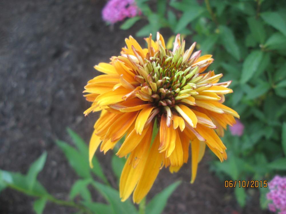 Photo of Coneflower (Echinacea 'Marmalade') uploaded by kingconeflower