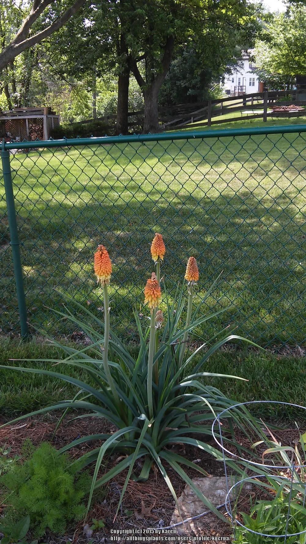 Photo of Torch Lilies (Kniphofia) uploaded by kqcrna