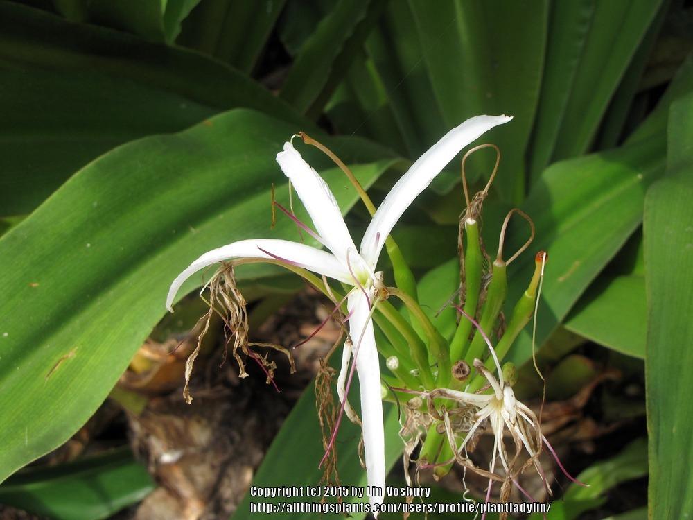 Photo of Grand Crinum Lily (Crinum asiaticum) uploaded by plantladylin