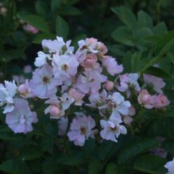 Location: Allentown, Pennsylvania
Date: 2015-05-29
Rosa x rehderiana, a hybrid shrub rose with light pink flowers in