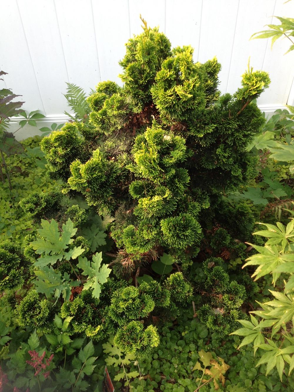 Photo of Hinoki Cypress (Chamaecyparis obtusa 'Gracilis') uploaded by ssgardener