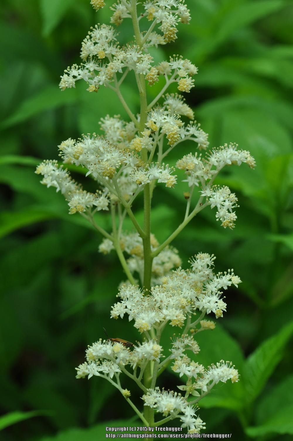 Photo of Rodgersia (Rodgersia aesculifolia) uploaded by treehugger