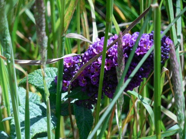 Photo of Butterfly Bush (Buddleja davidii 'Black Knight') uploaded by wcgypsy