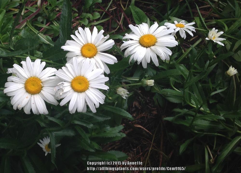 Photo of Shasta Daisies (Leucanthemum x superbum) uploaded by Cem9165