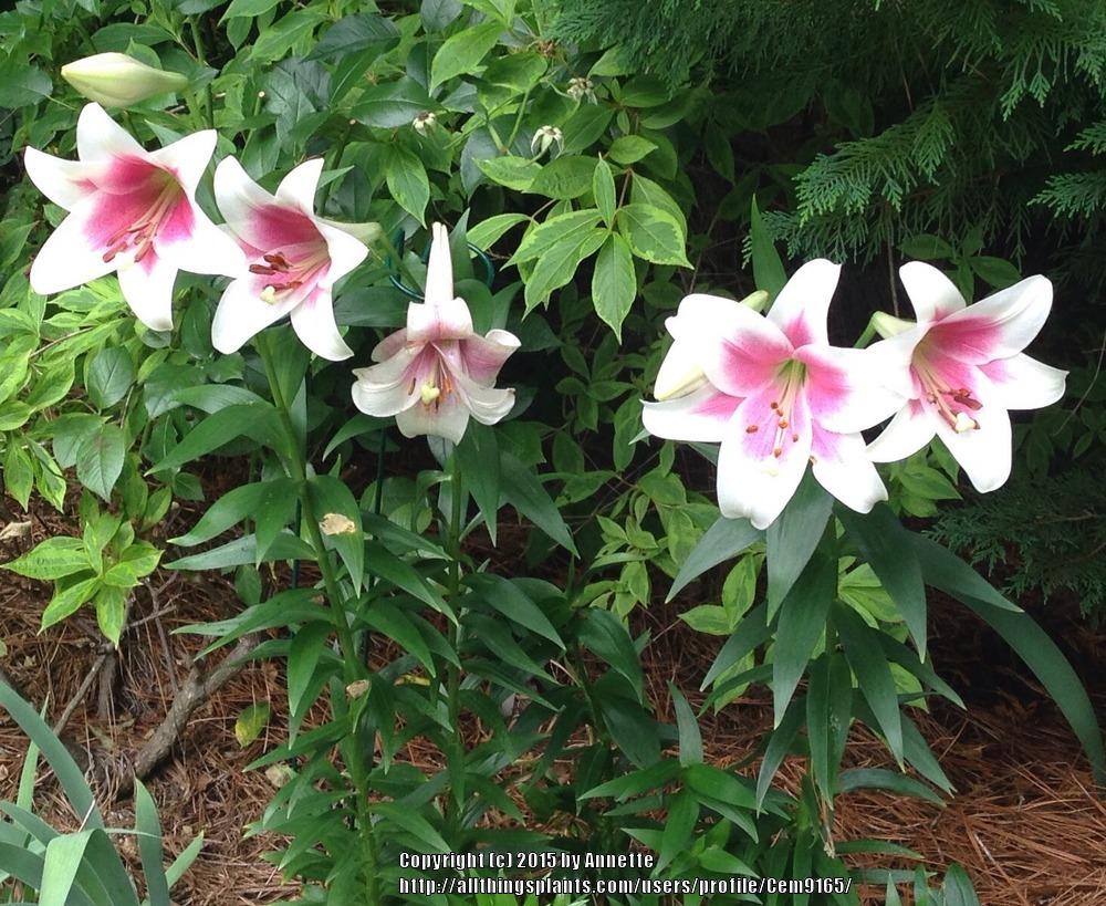 Photo of Lily (Lilium Triumphator) uploaded by Cem9165