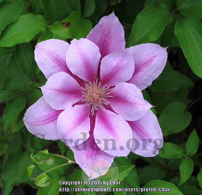Photo of Clematis 'Nelly Moser' uploaded by Char