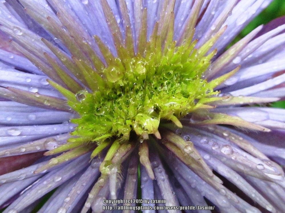 Photo of Clematis Crystal Fountain™ uploaded by Jasmin