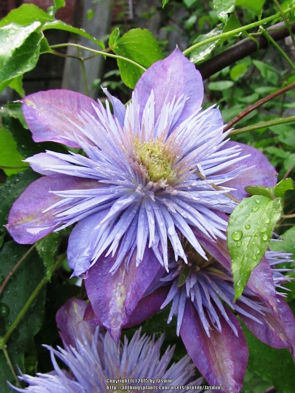 Photo of Clematis Crystal Fountain™ uploaded by Jasmin