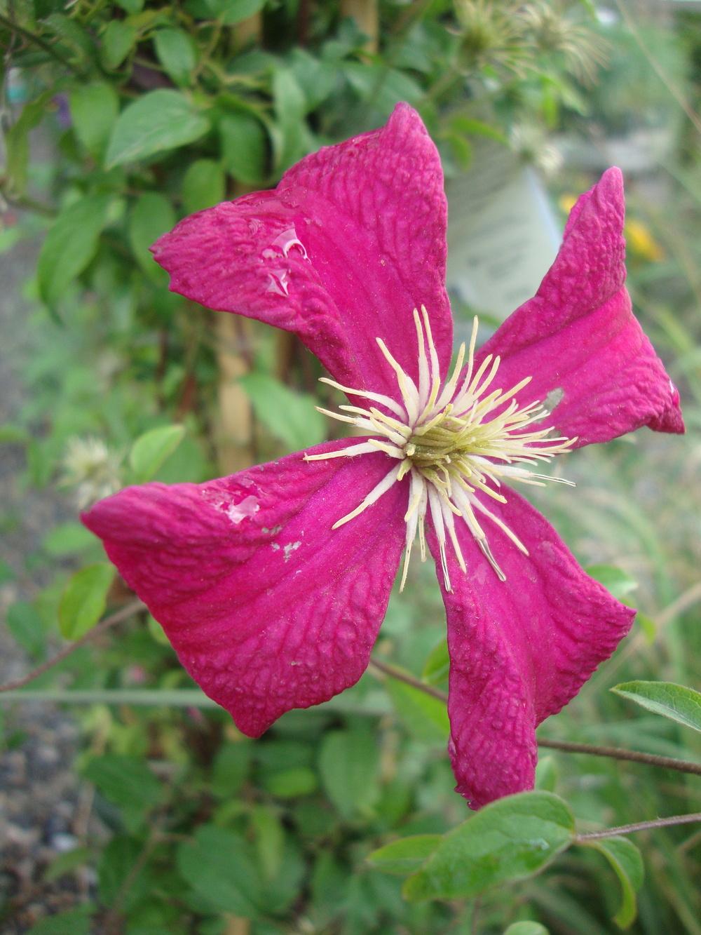 Photo of Clematis (Clematis viticella 'Madame Julia Correvon') uploaded by Paul2032