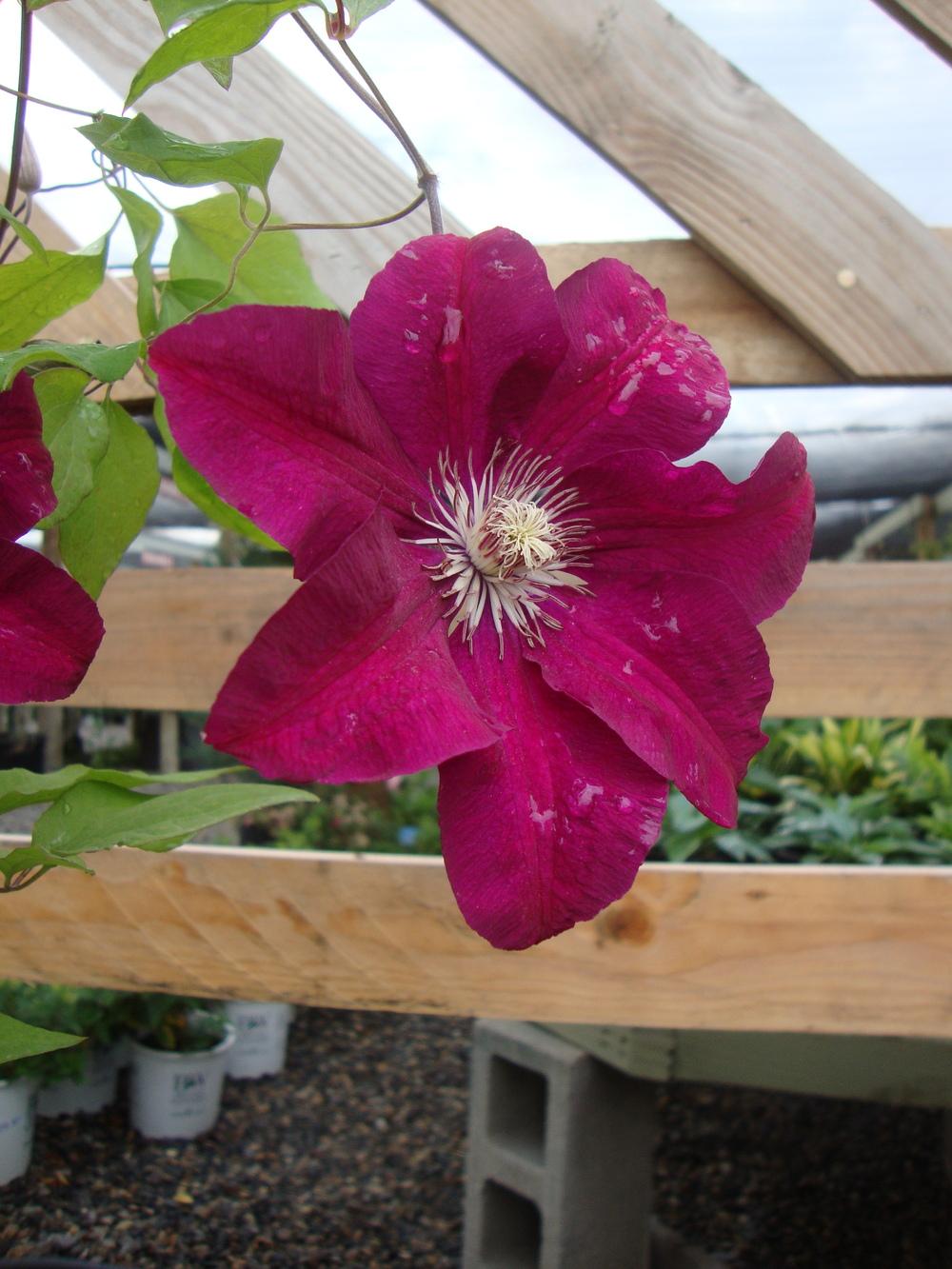 Photo of Clematis 'Rouge Cardinal' uploaded by Paul2032