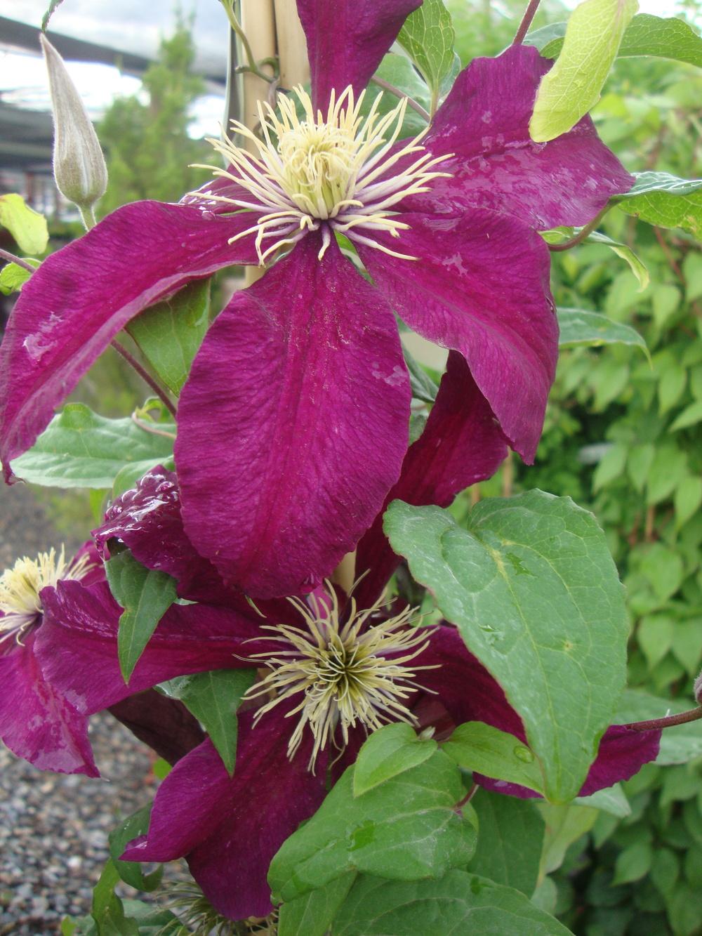 Photo of Clematis 'Niobe' uploaded by Paul2032