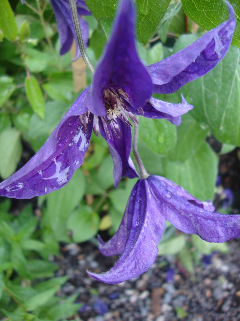 Photo of Clematis Sapphire Indigo™ uploaded by Paul2032