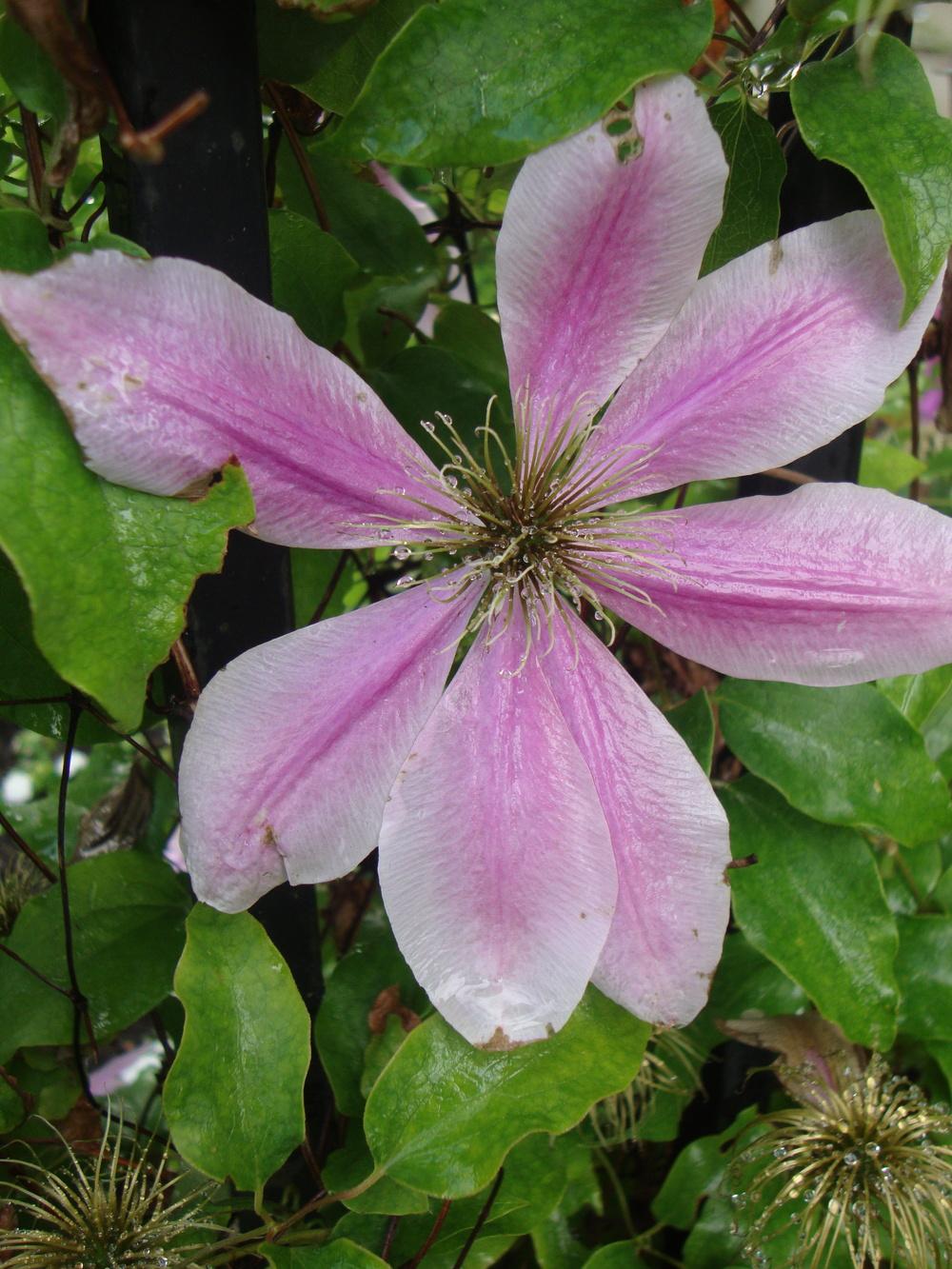 Photo of Clematis 'Nelly Moser' uploaded by Paul2032