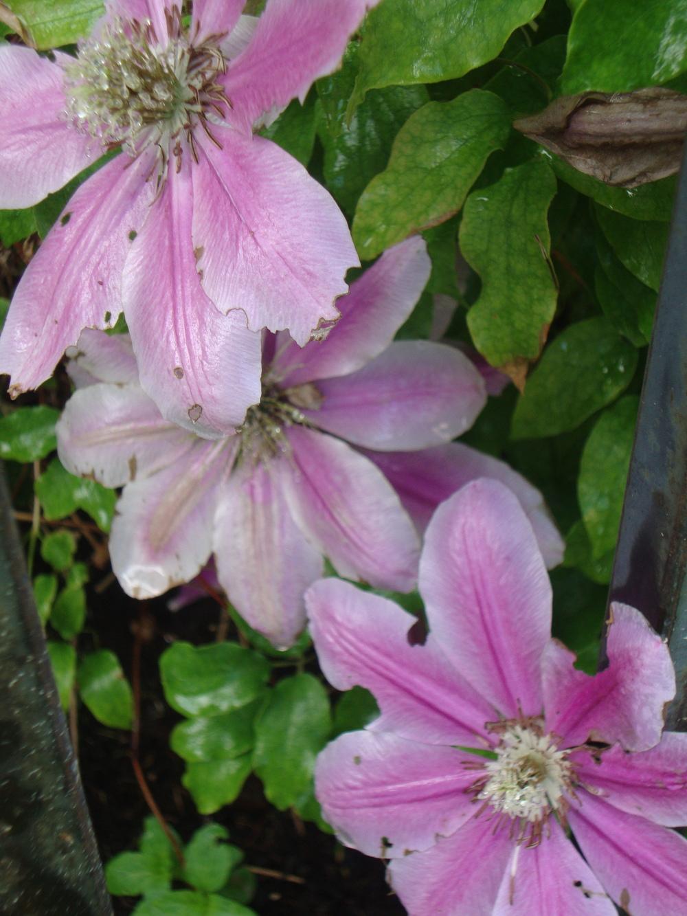 Photo of Clematis 'Nelly Moser' uploaded by Paul2032