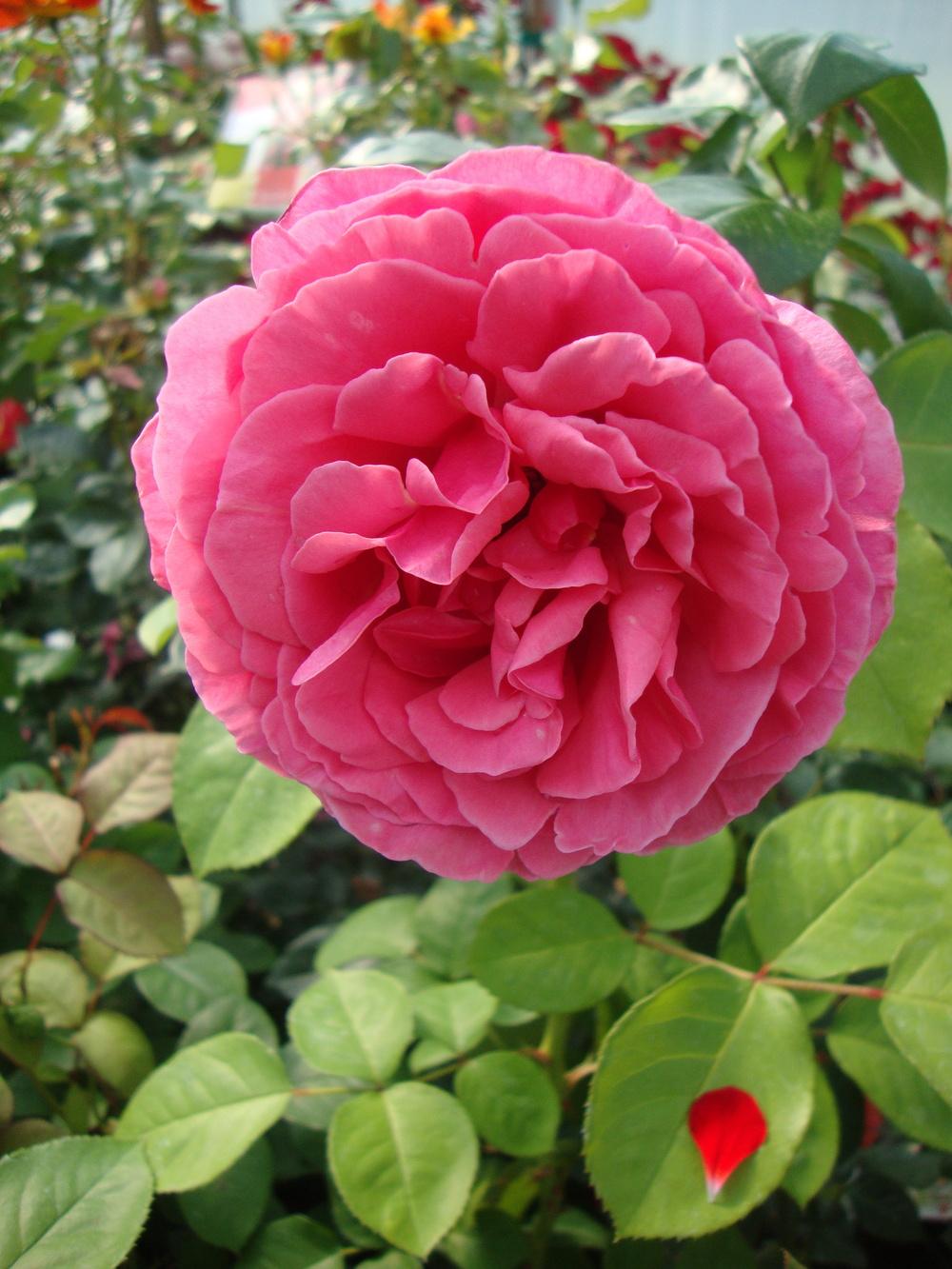 Photo of Rose (Rosa 'Line Renaud') uploaded by Paul2032