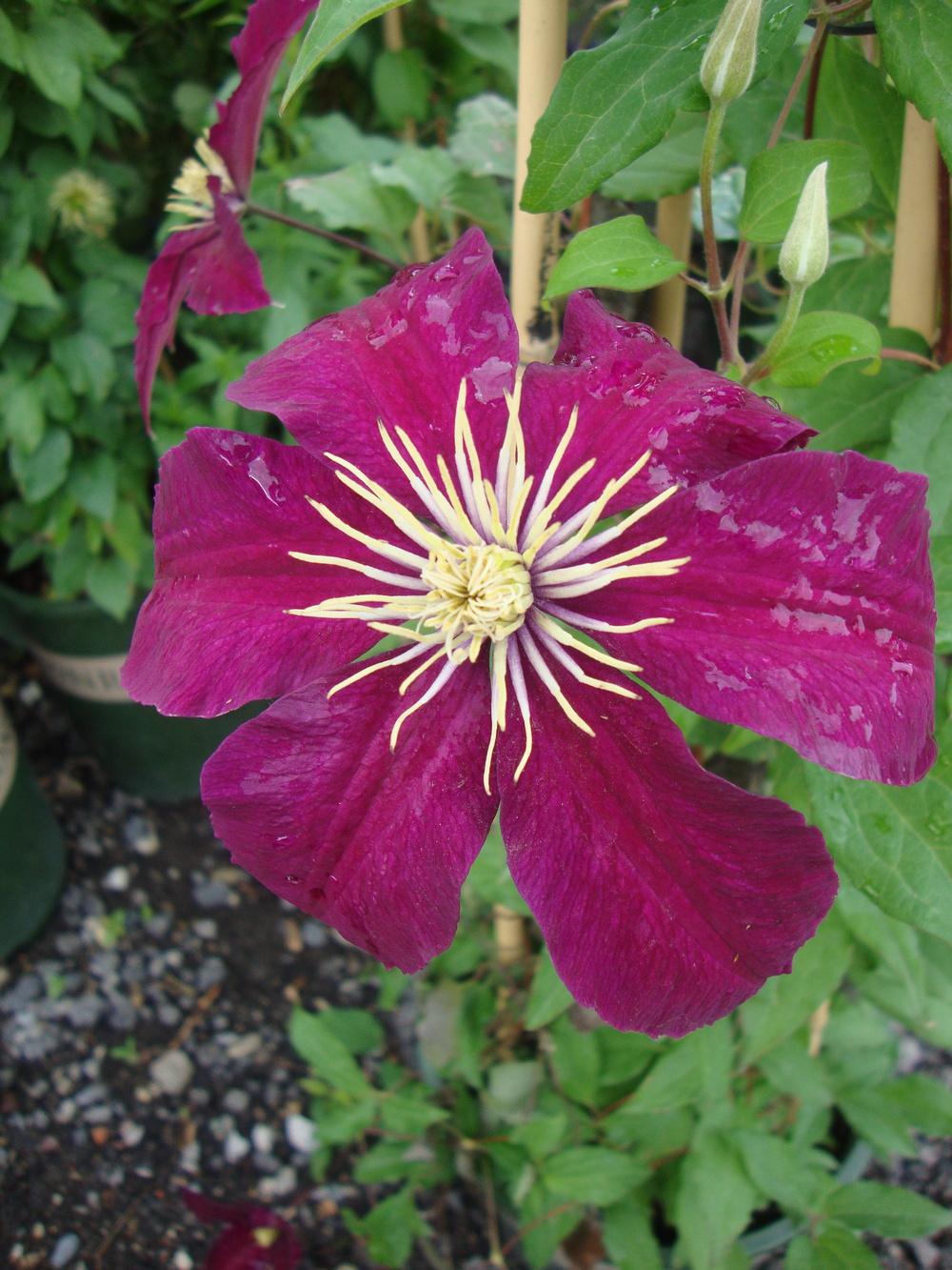 Photo of Clematis 'Niobe' uploaded by Paul2032