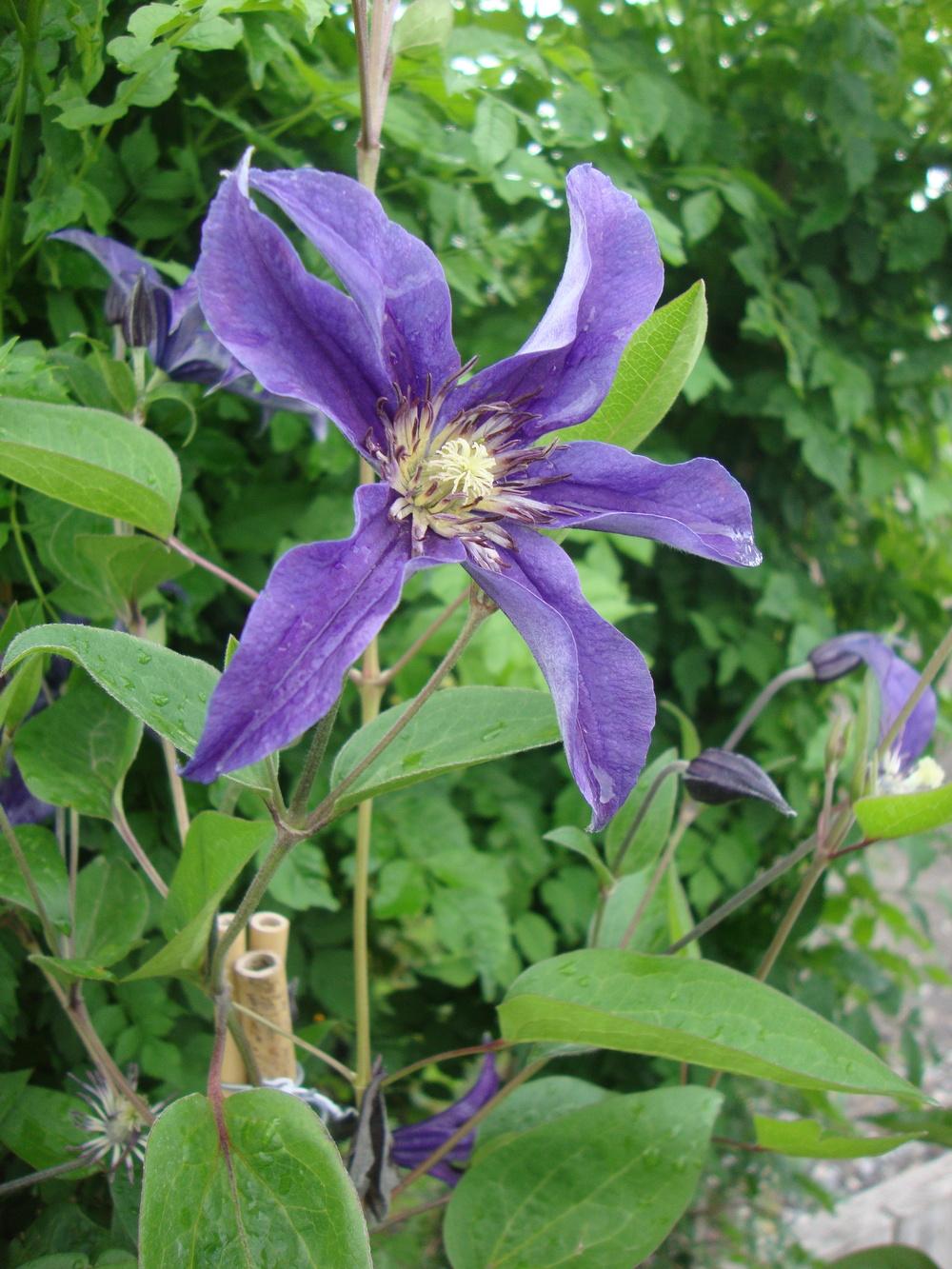 Photo of Clematis Sapphire Indigo™ uploaded by Paul2032