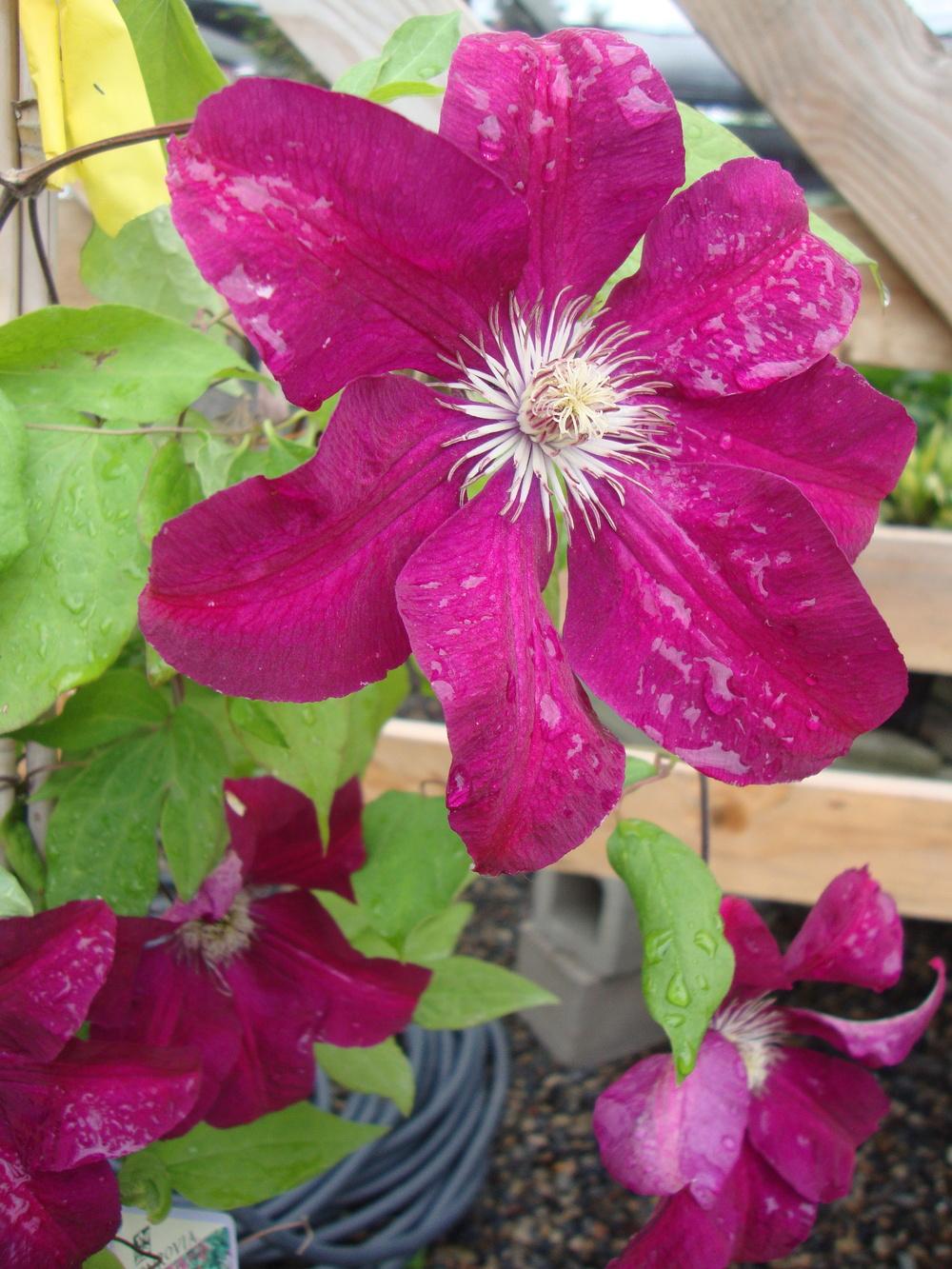 Photo of Clematis 'Rouge Cardinal' uploaded by Paul2032