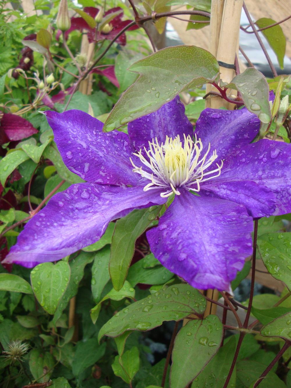 Photo of Clematis 'H.F. Young' uploaded by Paul2032