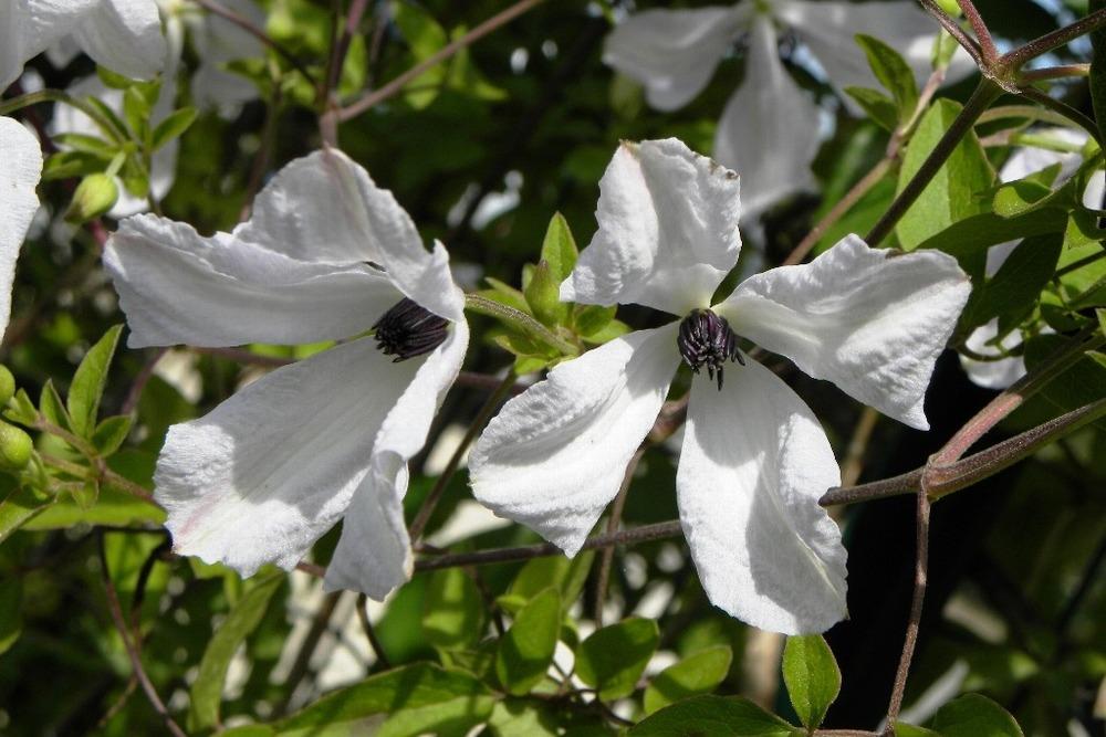 Photo of Clematis (Clematis viticella 'Alba Luxurians') uploaded by admin