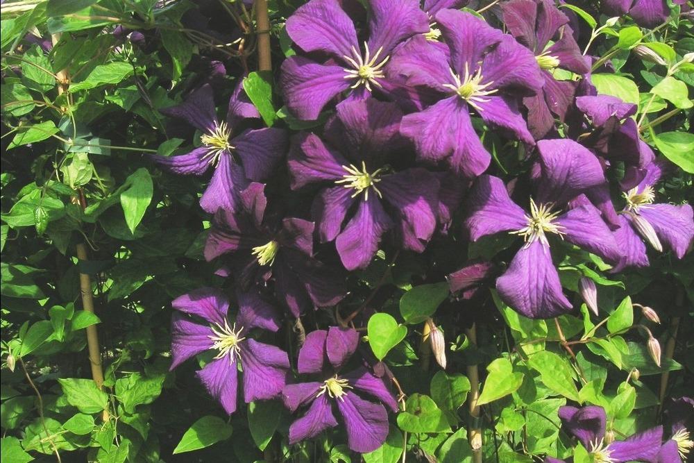 Photo of Clematis (Clematis viticella 'Etoile Violette') uploaded by admin