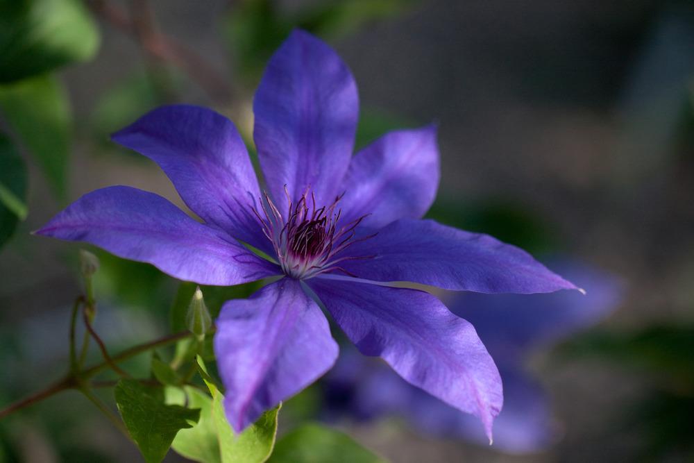 Photo of Clematis 'Yamato' uploaded by admin