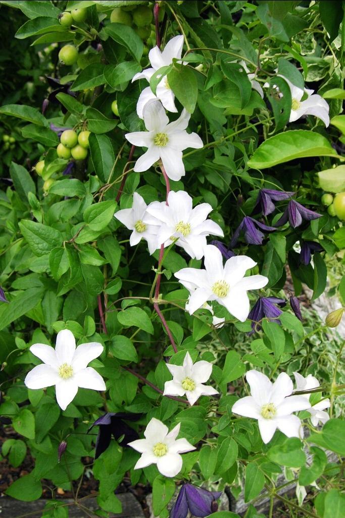 Photo of Clematis (Clematis viticella 'Huldine') uploaded by admin