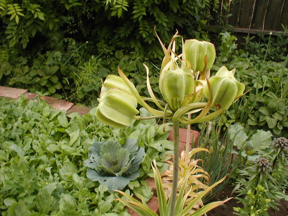 Photo of Crown Imperial Fritillaria (Fritillaria imperialis) uploaded by admin