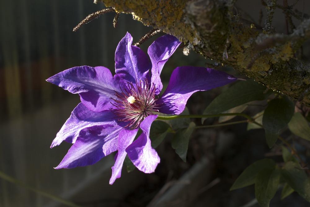 Photo of Clematis 'The President' uploaded by admin