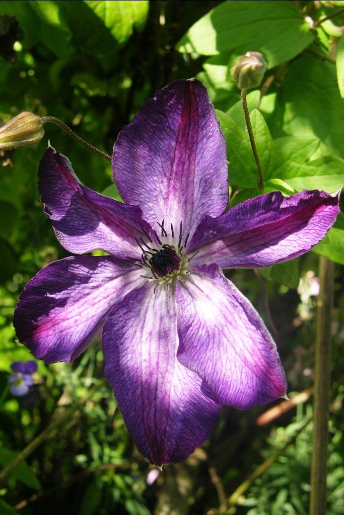 Photo of Clematis (Clematis viticella 'Venosa Violacea') uploaded by admin